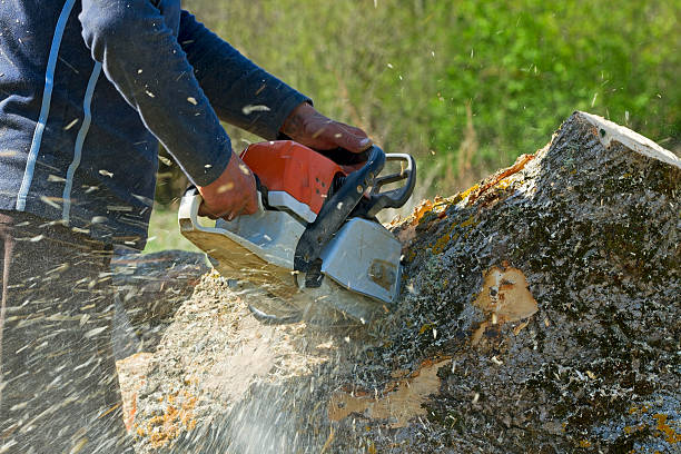 Best Tree Disease Treatment  in Muncy, PA